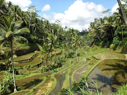 Ubud Centre – What You Need to Know Before Going